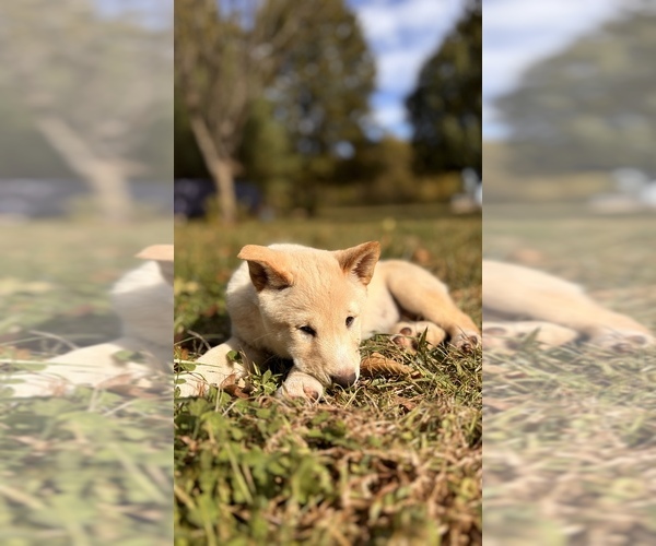 Medium Photo #46 Shiba Inu Puppy For Sale in NEW ATHENS, IL, USA