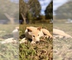 Small Photo #46 Shiba Inu Puppy For Sale in NEW ATHENS, IL, USA