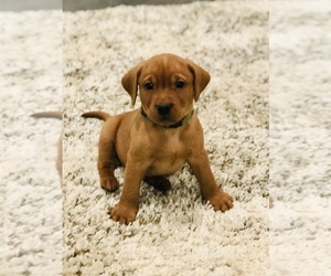 Labrador Retriever Puppy for Sale in STEVENS, Pennsylvania USA