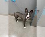 Small Mutt
