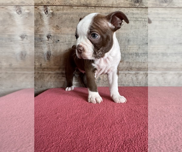 Medium Photo #11 Boston Terrier Puppy For Sale in VERMONTVILLE, MI, USA
