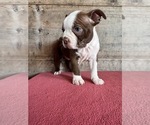 Small #10 Boston Terrier