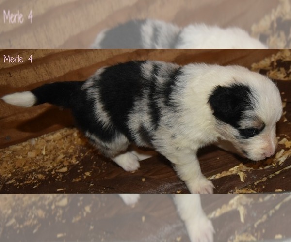 Medium Photo #7 Border Collie Puppy For Sale in WHITE SALMON, WA, USA
