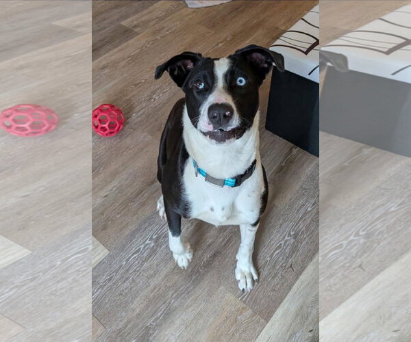 Medium Photo #2 Labsky Puppy For Sale in Alexander, AR, USA