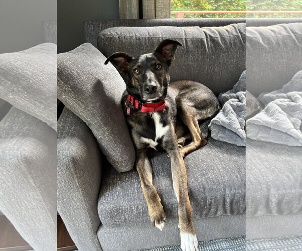 Medium Photo #24 Mutt Puppy For Sale in Wakefield, RI, USA