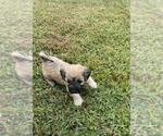 Puppy 5 Bichpoo