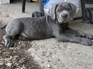 View Ad Cane Corso Puppy For Sale Near Indiana