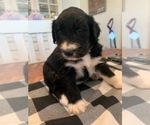 Small #9 F2 Aussiedoodle