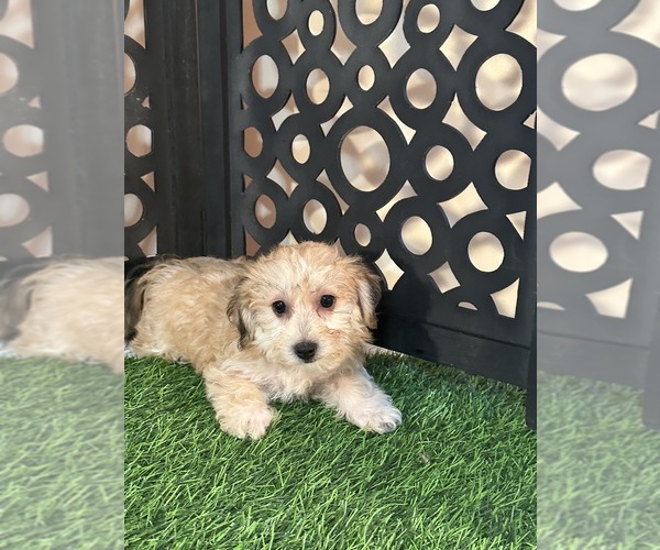 Medium Photo #4 Yo-Chon Puppy For Sale in MOUNT VERNON, OH, USA