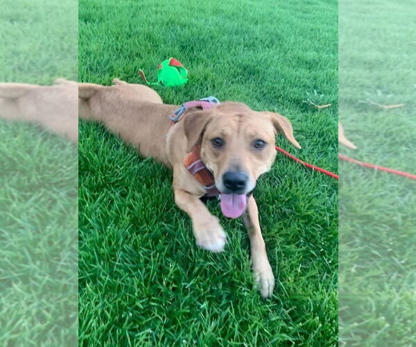 Medium Photo #8 Labrador Retriever-Unknown Mix Puppy For Sale in Salt Lake City, UT, USA