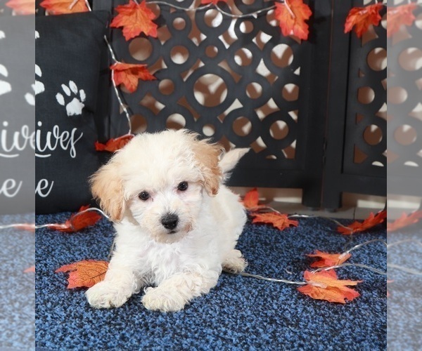 Medium Photo #3 Bichpoo Puppy For Sale in MOUNT VERNON, OH, USA