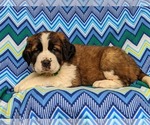Small Photo #4 Saint Bernard Puppy For Sale in DELTA, PA, USA