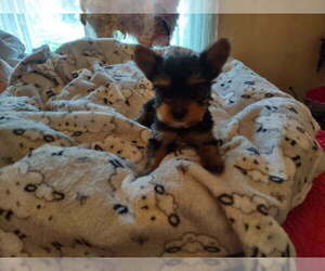 Yorkshire Terrier Puppy for sale in LE ROY, KS, USA