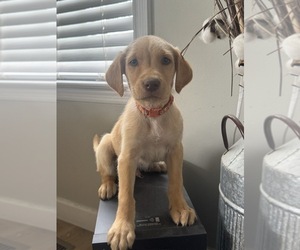 Goldendoodle-Labrador Retriever Mix Puppy for sale in COLUMBIA, TN, USA
