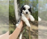 Puppy 3 Miniature Bernedoodle