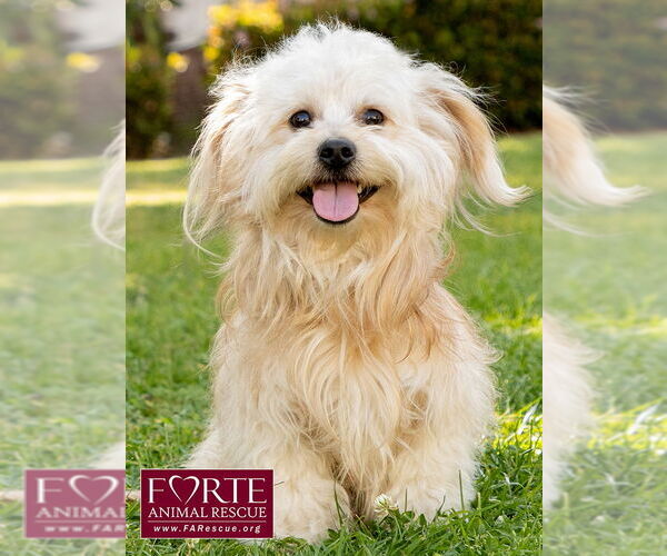 Medium Photo #6 Havanese-Unknown Mix Puppy For Sale in Marina del Rey, CA, USA