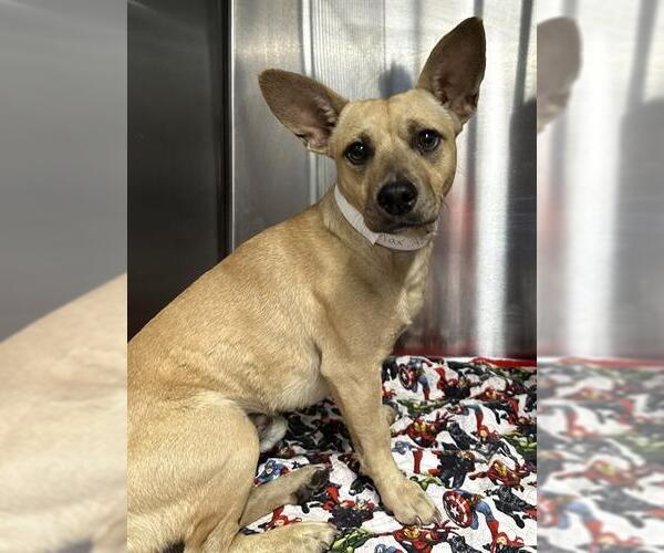 Medium Photo #1 Chiweenie Puppy For Sale in Fort Lauderdale, FL, USA