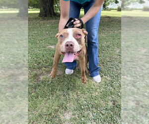 American Pit Bull Terrier-Unknown Mix Dogs for adoption in Waco, TX, USA