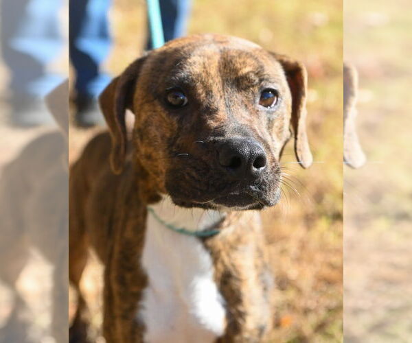 Medium Photo #2 Mutt Puppy For Sale in Glen Allen, VA, USA