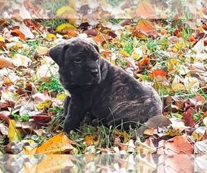 Cane Corso-Mastiff Mix Puppy for sale in NEW HAVEN, KY, USA