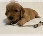 Small Photo #15 Golden Retriever Puppy For Sale in KINGWOOD, TX, USA