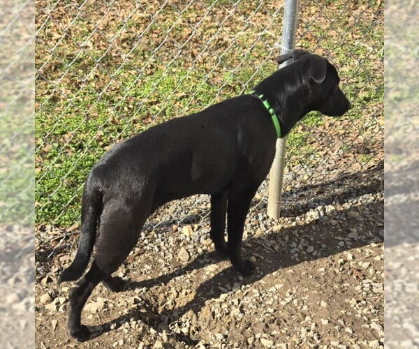 Medium Photo #4 Labrador Retriever Puppy For Sale in Limerick, ME, USA