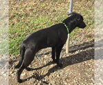 Small #3 Labrador Retriever