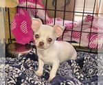 Small #5 Chihuahua