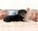 Small Photo #6 Goberian Puppy For Sale in MAINEVILLE, OH, USA
