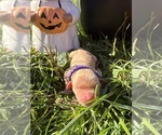 AKC Golden Retr - Male Golden Retriever Puppy for Sale - Photo #5