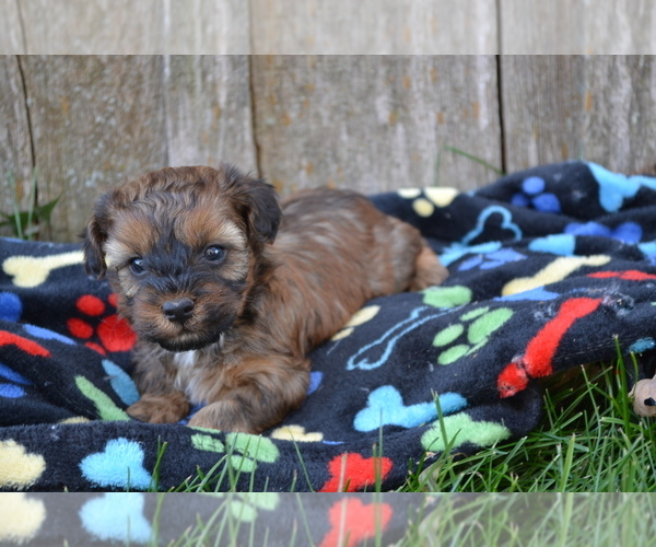 Medium Photo #3 Poodle (Miniature) Puppy For Sale in GREENWOOD, WI, USA