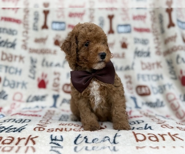 Medium Photo #6 Cavapoo (Miniature) Puppy For Sale in LAKELAND, FL, USA