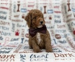Adam - Male Cavapoo (Miniature) Puppy for Sale - Photo #6