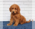 Small #1 Goldendoodle (Miniature)