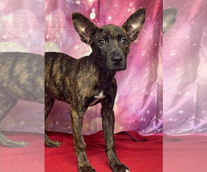 Fizz - Male Mutt Dog for Adoption - Photo #3