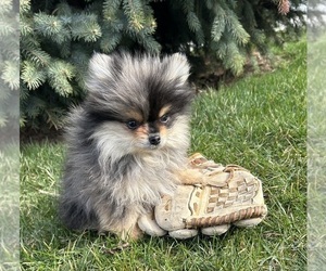 Pomeranian Puppy for Sale in MIDDLEBURY, Indiana USA