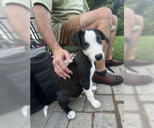 Borador Dogs for adoption in Mt. Laurel, NJ, USA