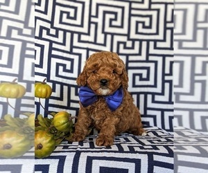 Poodle (Toy) Puppy for sale in NEW PROVIDENCE, PA, USA