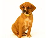 Small Mutt
