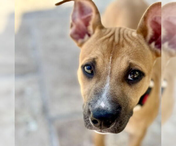 Medium Photo #11 American Staffordshire Terrier-Unknown Mix Puppy For Sale in San Juan Capistrano, CA, USA