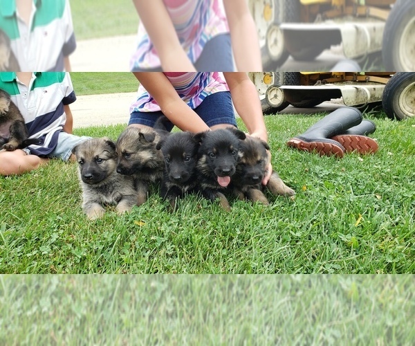 Medium Photo #6 German Shepherd Dog Puppy For Sale in LORE CITY, OH, USA