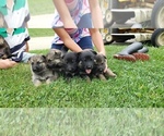 Small Photo #6 German Shepherd Dog Puppy For Sale in LORE CITY, OH, USA