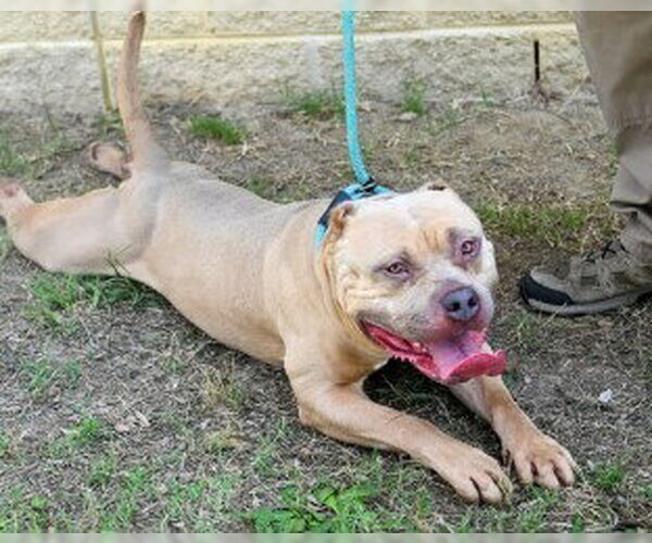 Medium Photo #2 Mutt Puppy For Sale in Glen Allen, VA, USA