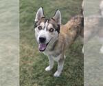 Small #1 Huskies  Mix