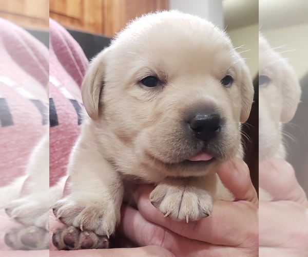 Medium Photo #31 Labrador Retriever Puppy For Sale in OLYMPIA, WA, USA