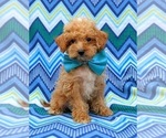 Small Photo #3 Poodle (Toy) Puppy For Sale in KINZERS, PA, USA
