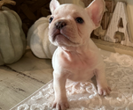 Puppy Diesel French Bulldog