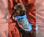 Small Photo #13 Yorkshire Terrier Puppy For Sale in AKRON, OH, USA