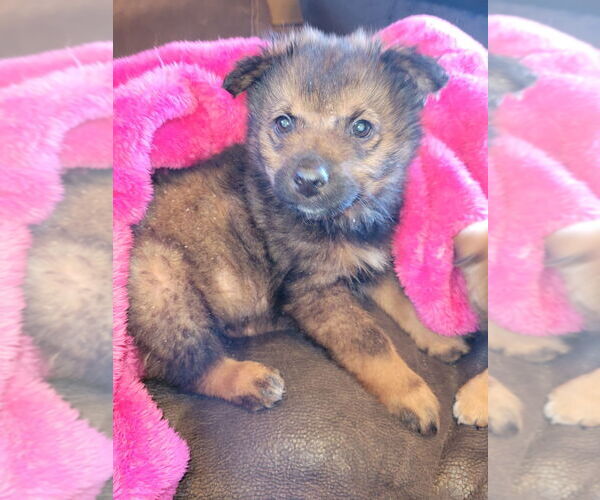 Medium Photo #7 Mutt Puppy For Sale in Laramie, WY, USA