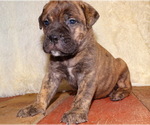 Small Photo #11 Bullmastiff Puppy For Sale in VERONA, MO, USA